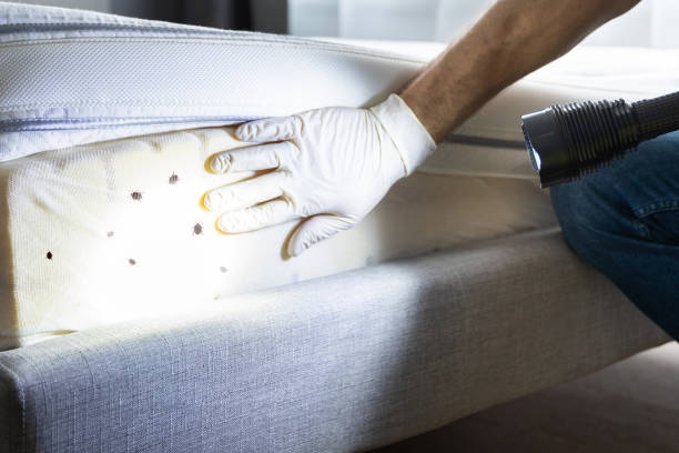 Best Local Pest Control Services  in Dansville, NY