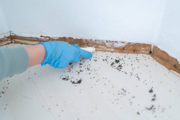 Best Pest Inspection Near Me  in Dansville, NY