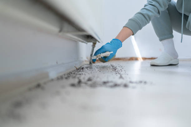Best Pest Control Near Me in Dansville, NY